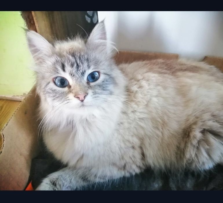 Пропала кошка.ищем пропавшего домашнего питомца