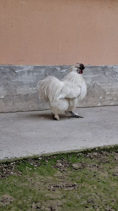 шолк хўроз сотилади