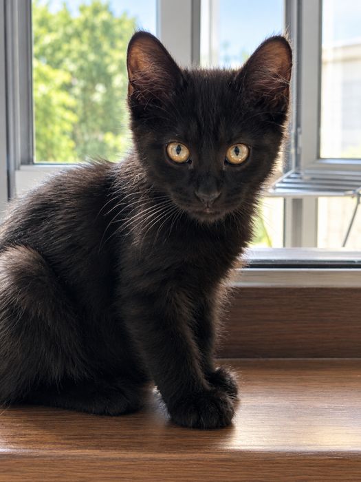 Очаровательный мальчик, котенок.