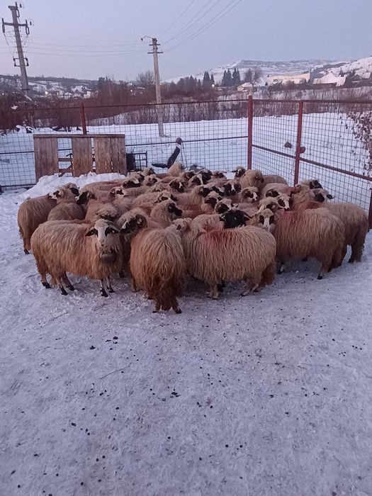 Oi gestante tinere și selectate