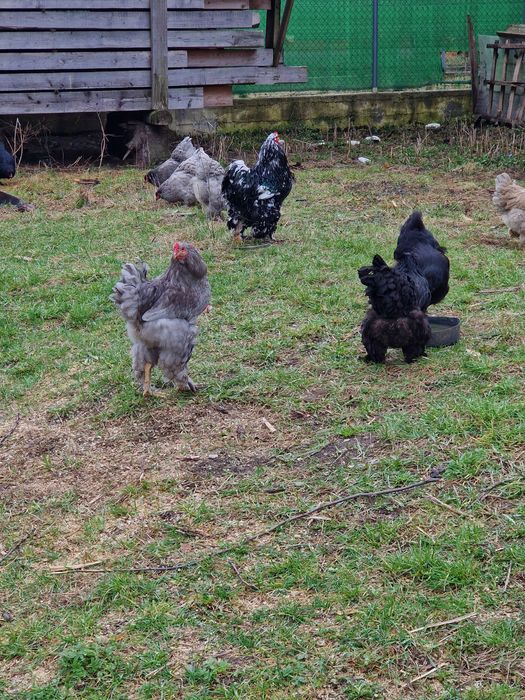 Vând oua pt incubat de la găini  brahma Albastru ,Negru și Bobat