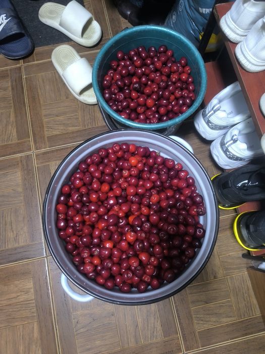 Продам черешню свежую