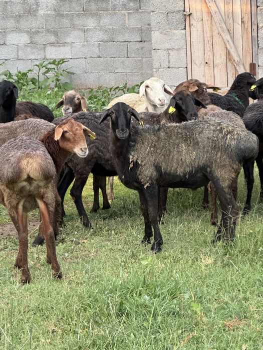 Продам баранов тушами