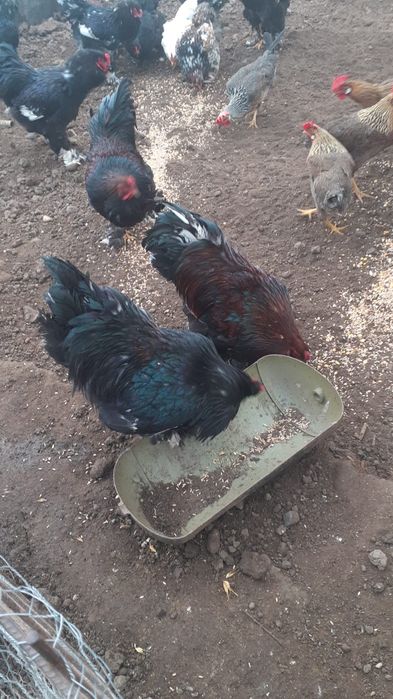 Vând Cocoși Brahman