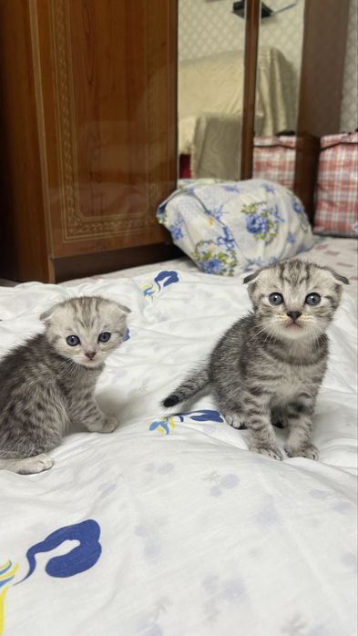 Шатлански кошка.