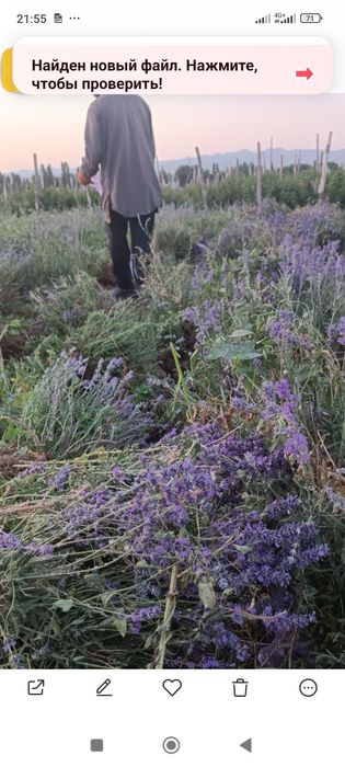 Лаванда,размарин