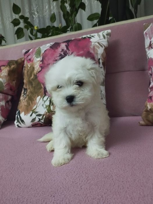 Bichon Maltez toy