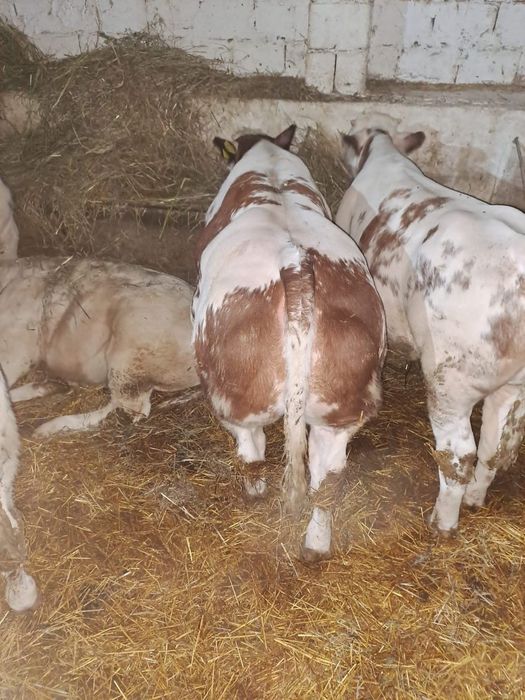 Aduc viței de rasă pe comandă dumneavoastră!!