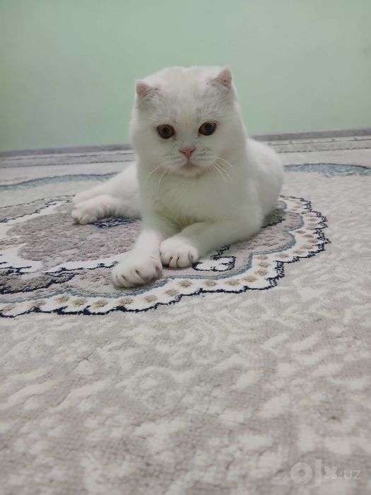Mushuk sotiladi zoti erkak