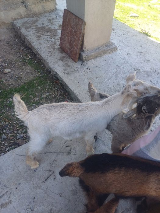 Альпийский лақтар сатылады