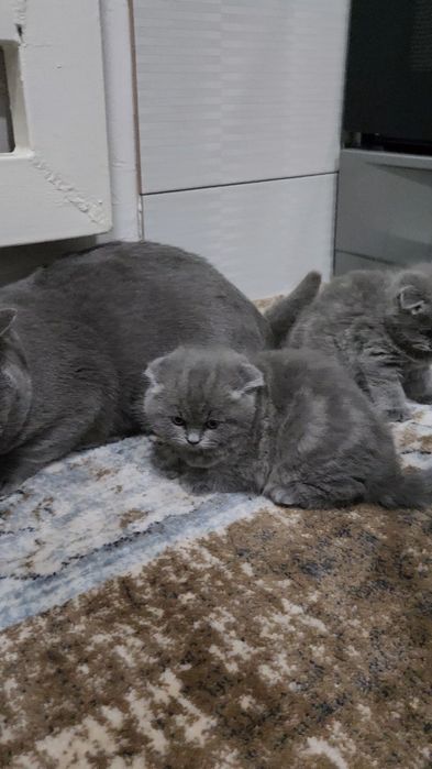 Тоза фолд мушук сотилади 2 ойлик огил киз борр