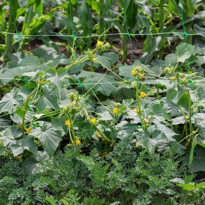Plasa de Sustinere pentru Plante Cataratoare 2x10 m Castraveti Fasole