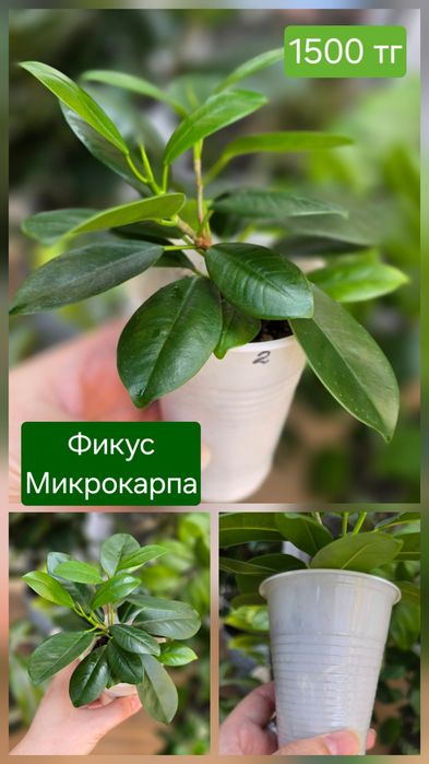 Фикус Микрокарпа
