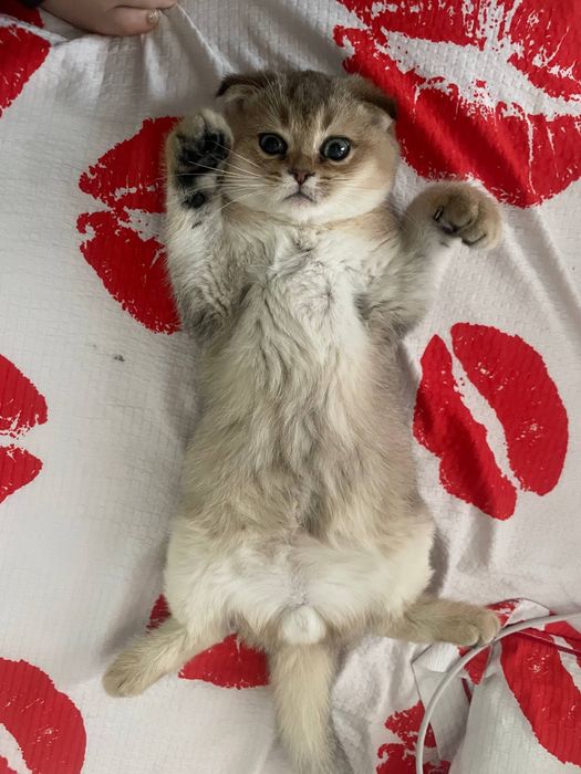 котеноок в хорошие руки