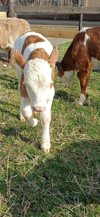 Симментал ГЕРЕФОРД