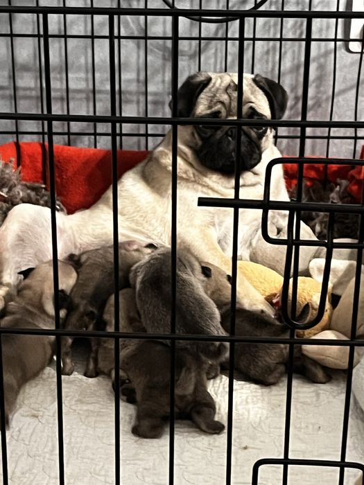 Pui pug cu pedigree FCI