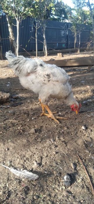 Cocoşi tineri pentru prăsilă sau tăiere (2Kg)