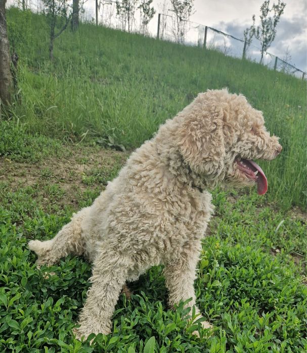 Mascul lagotto foarte frumos si cuminte