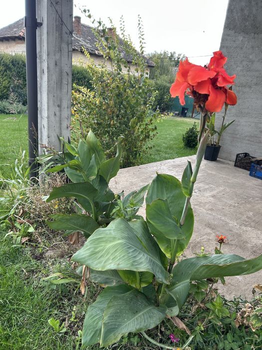 vand bulbi Canna indica