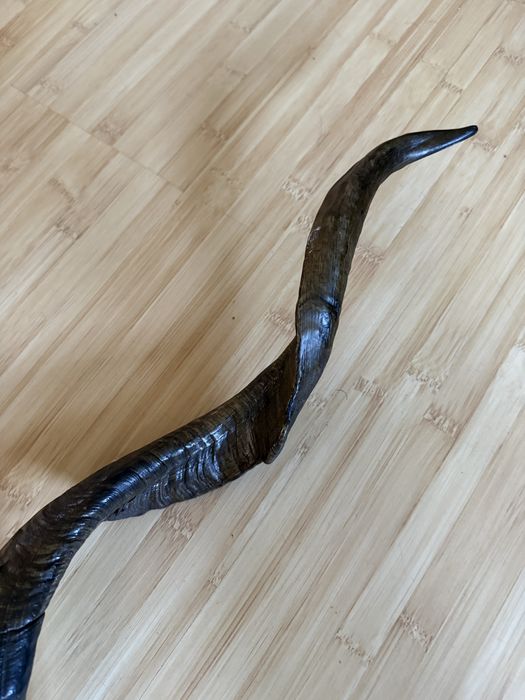 Coarne Kudu , trofeu