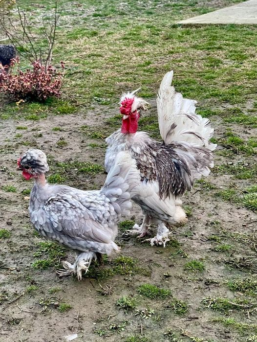 Găini pitice/liliput/americane/bulgaresti