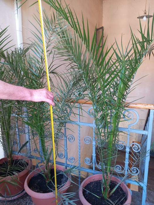 Palmier, palmieri deosebiti, Tenerife  2021, inaltime 1,75m