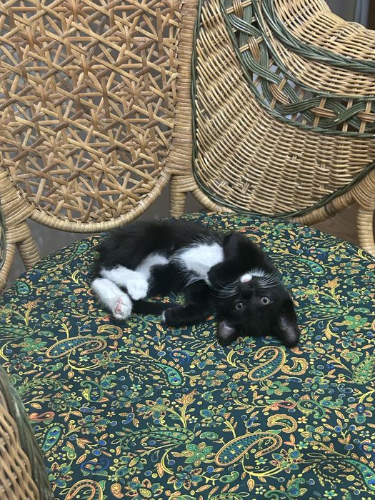 Ищу хозяина котенку