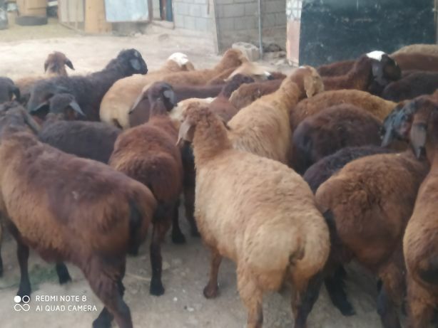 Семіз қой тоқты тұсақтар сатылады