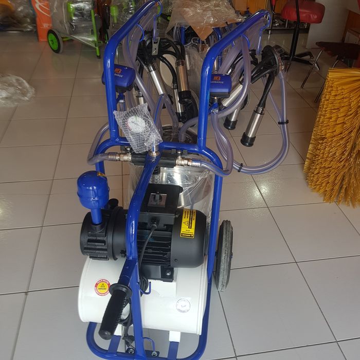 Yosh porno mushuklar