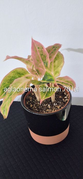 Monstera, begonia, scindapsus , philodendron, thai,aglaonema