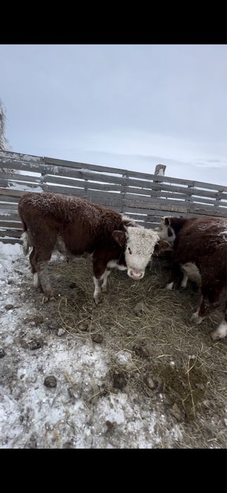 Продам бычков 10 шт