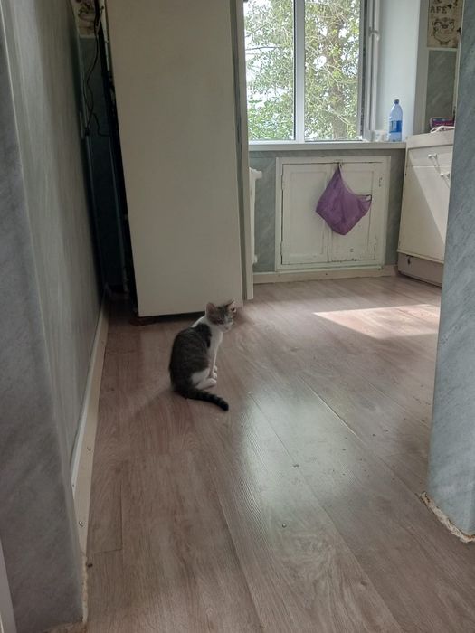 Отдам кота бесплатно