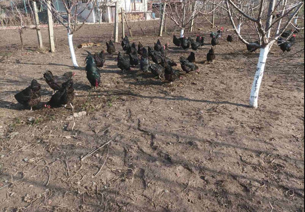 Оплодени яйца от "Черен Австралорп" / Яйца за люпене