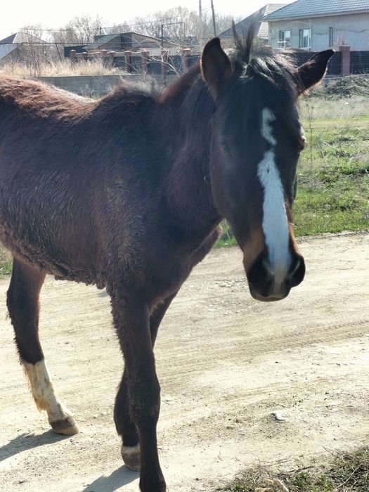 Кобылка.Баитал Лошади