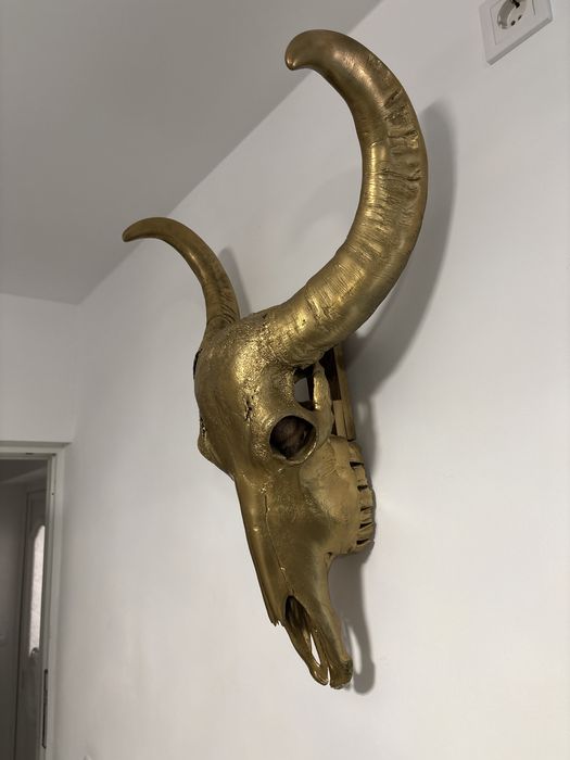 Obiect decorativ mare trofeu Bivol talie mare skull iasi centru