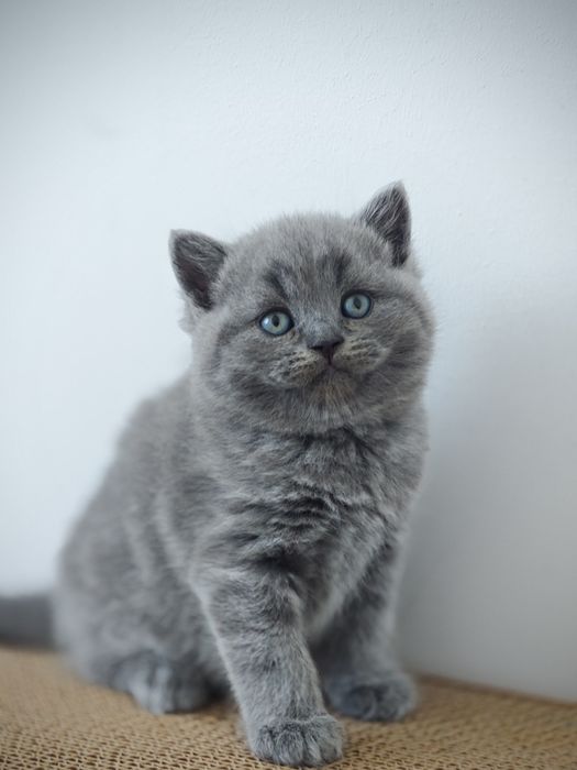 British shorthair
