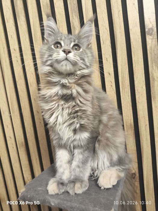 Котята мейн-кун.