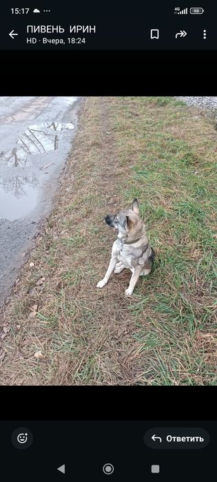 Отдадим в добрые руки щенка,девочку.
