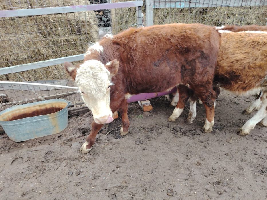 Продам бычков/бұқалар сатылады