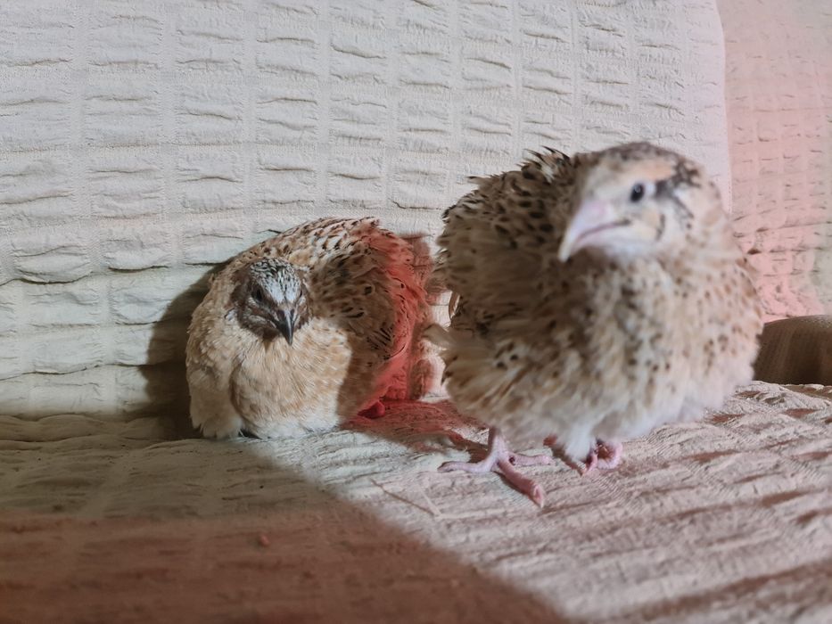 Бөдене жумыртка сатылады