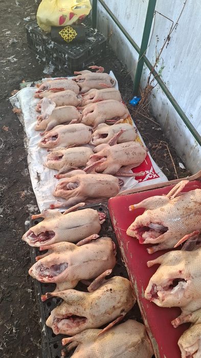 Продам домашних гусей уток индюков