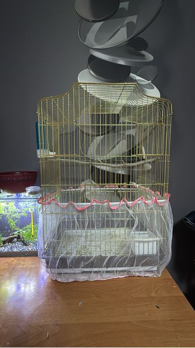 Продам абсолютно ручных корелл