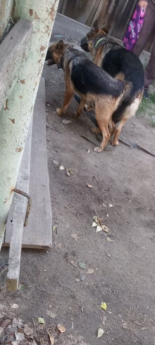 Овчарка щенок ургашы