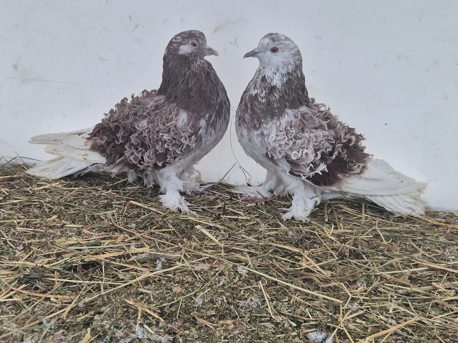 Vând porumbei creti