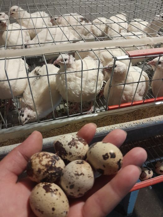 Ouă de prepeliță proaspete – Livrare în Slatina