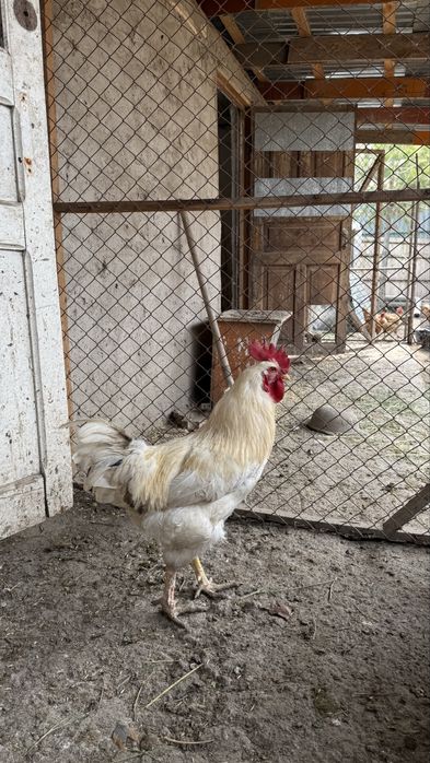 Молодые петушки , отлично топчат кур