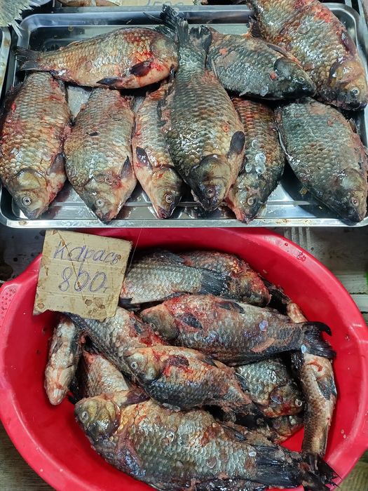 Карась по 800 ТГ кг не замароженный