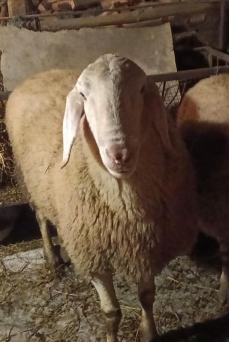 Продава се коч крастоска бергамаска  със старозагорски