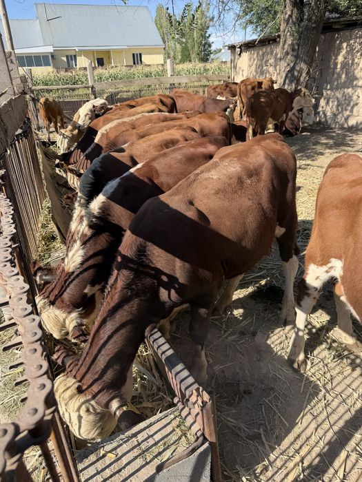 Продам бычки полторашки 25 голов