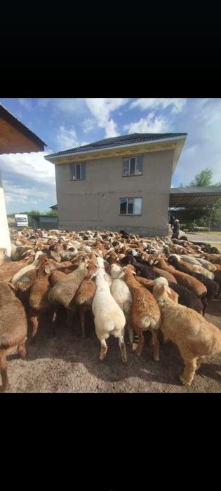 Кой кой кой бараны г.Алматы